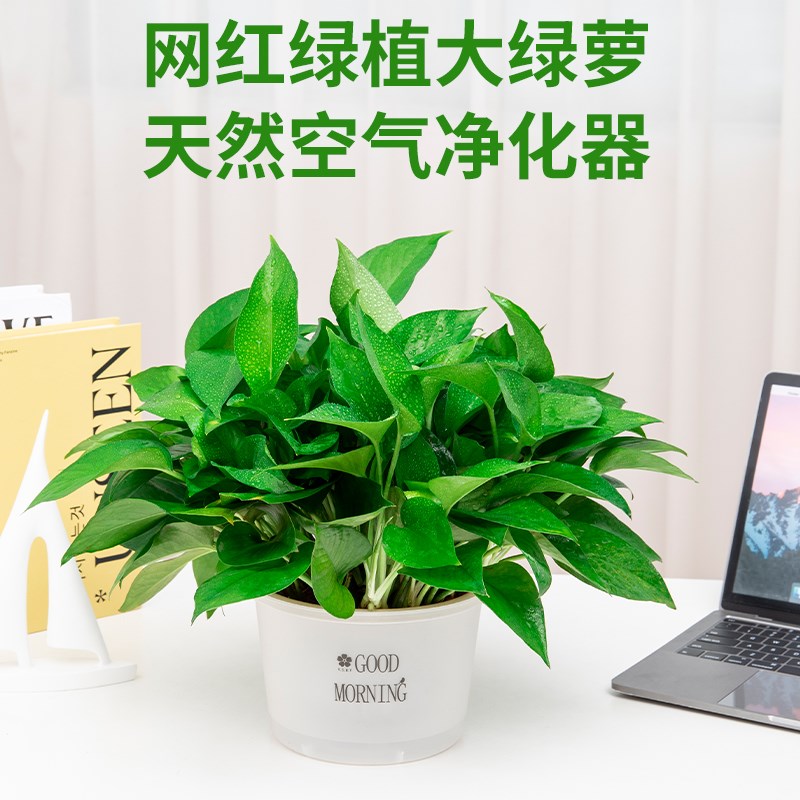 绿萝盆栽室内家用新房净化空气植物水培长藤垂吊大叶绿箩绿植金钻