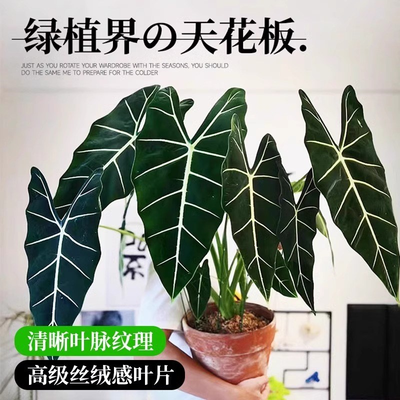 绿天鹅绒海芋盆栽大叶天鹅绒竹芋彩叶芋室内阳台观叶植物四季好养