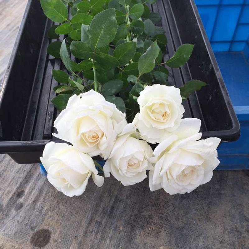 珍妮莫罗浓香月季花大苗白色特大花玫瑰盆栽阳台庭院花卉植物勤花