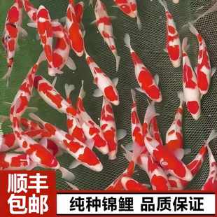 日本纯种红白锦鲤鱼活体鱼黄金观赏鱼冷水淡水金鱼好养耐活小鱼苗