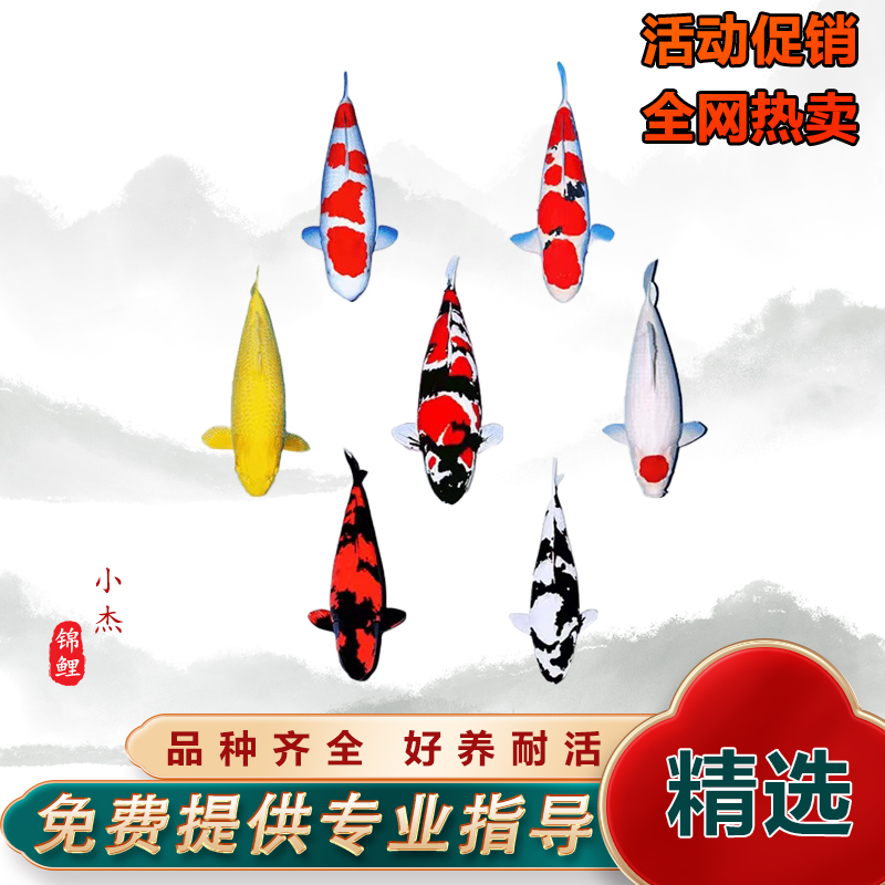 锦鲤活鱼观赏淡水昭和好养
