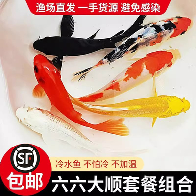 顺丰观赏鱼锦鲤金招财活冷