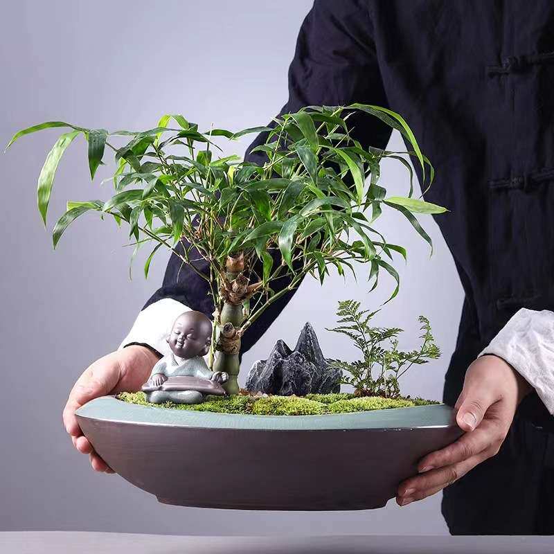 文竹多肉花盆禅意陶瓷装饰摆件客厅创意微景观植物盆栽盆景拼盘