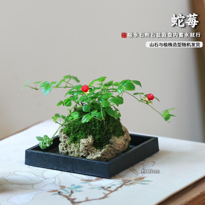 吸水石盆栽好养室内桌面花卉发财树附石山野草蕨类水培假山植物