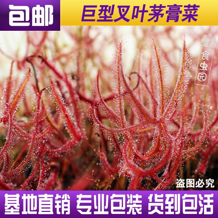 【巨型叉叶茅膏菜】食虫植物 驱蚊草食人花趣味绿植盆栽