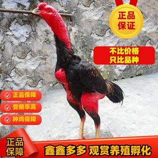 纯种越南鬼子斗鸡种蛋泰国缅甸剑尾大冠斗鸡受精蛋 中原斗鸡种蛋