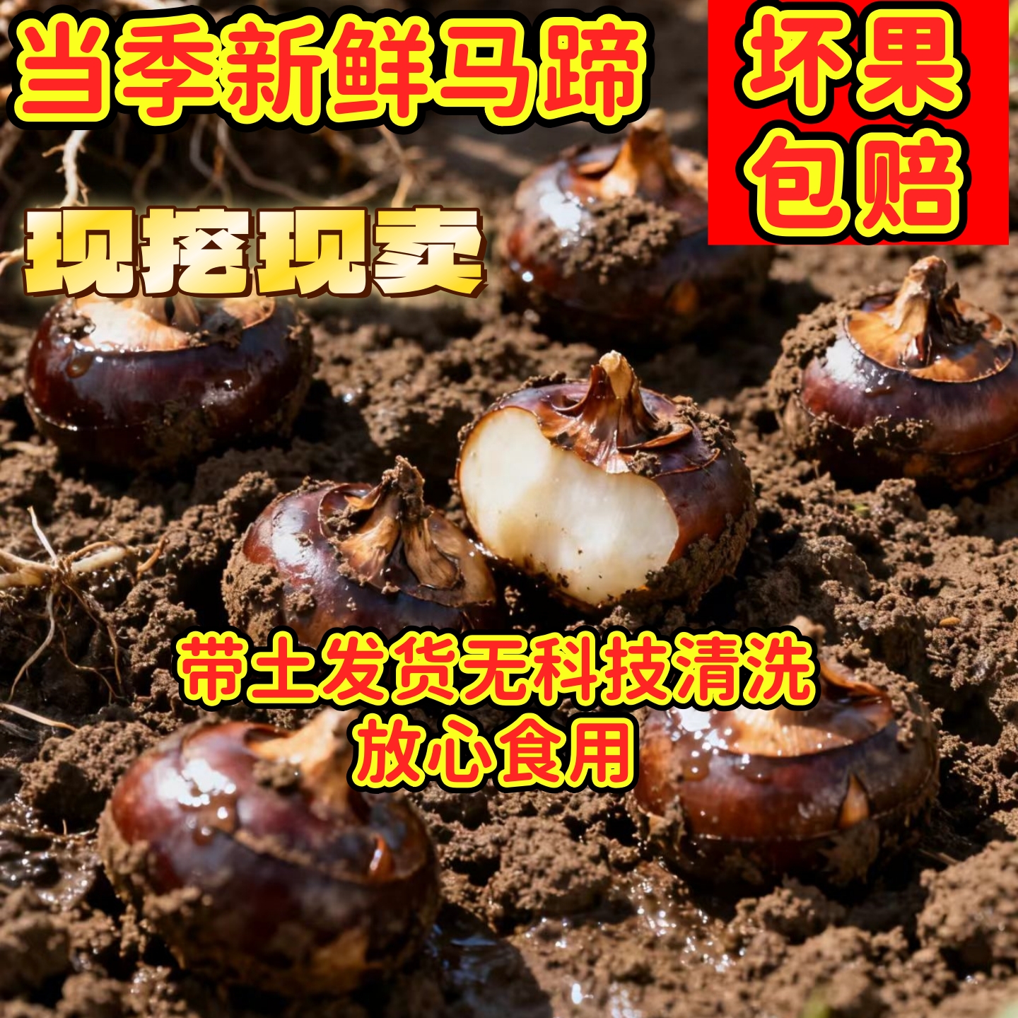 新鲜现挖现发马蹄果荸荠农家当季特产多汁荸荠甜脆马蹄奶香地梨果