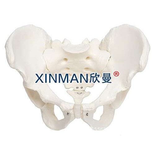 男性骨盆模型