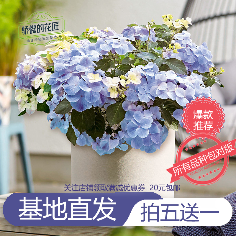 绣球花苗【爆款推荐】16包邮对版