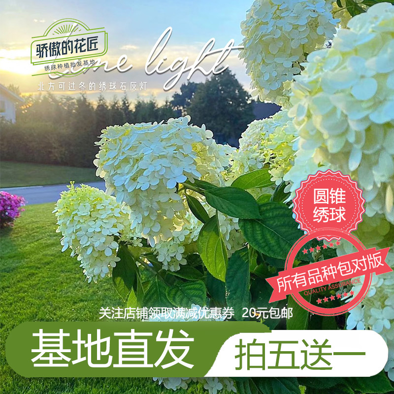 圆锥绣球花苗乔木石灰灯香草草莓活力青柠无敌贝拉安娜欧洲玫瑰,鲜花速递/花卉仿真/绿植园艺,绣球/木绣球/木本植物,淘宝优惠券,粉丝福利购,淘宝优惠卷