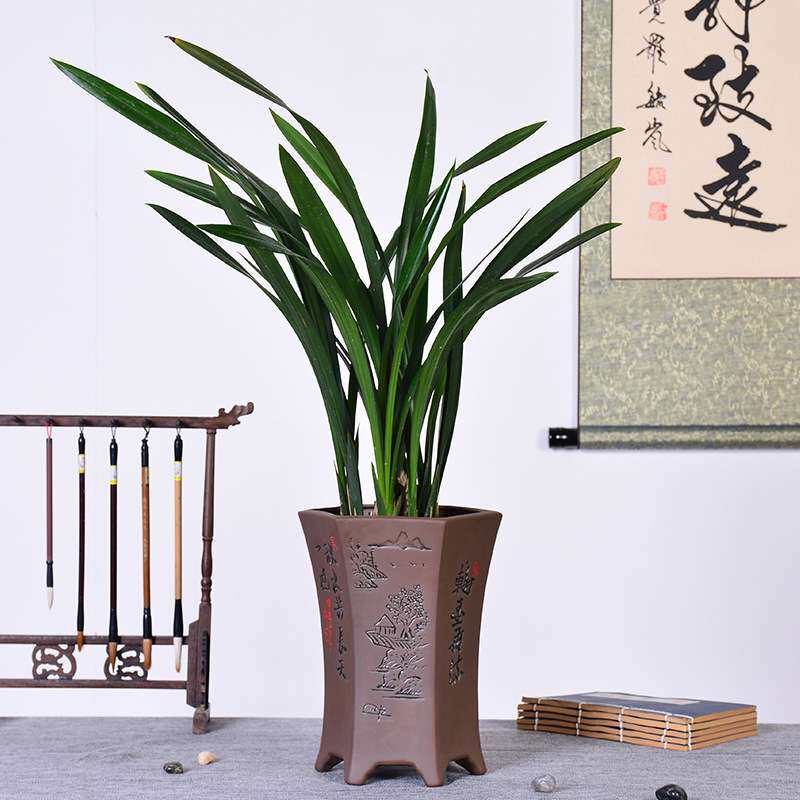 紫砂陶瓷兰花盆大号 家居园艺植物种植吊兰盆 盆景君子兰圆形花盆
