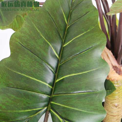 新仿真彩虹芋绿植盆载 室内造景仿生彩虹芋绿植盆景大叶仿真植物