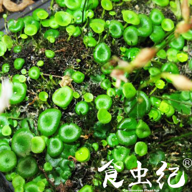 纤毛狸藻  捕蝇草茅膏菜捕虫堇草驱蚊草猪笼草造景绿植盆栽
