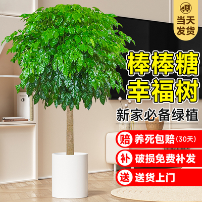 幸福树客厅盆栽大型绿植独杆老桩大棵室内办公室四季植物净化空气