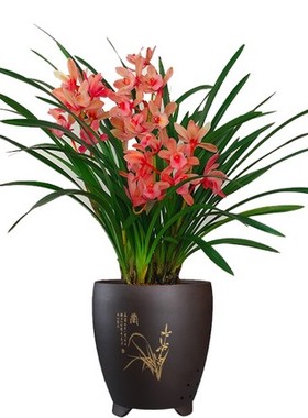 兰花建兰春兰墨兰紫霞仙子红色兰花苗办公室内阳台卧室绿植盆栽