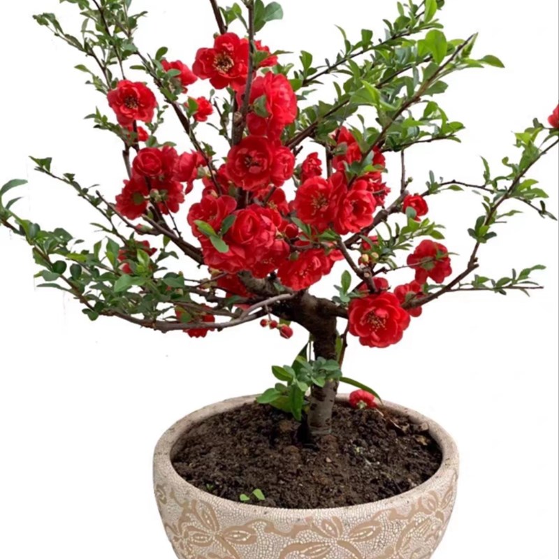 【四季海棠】海棠盆栽老桩长寿冠海棠花造型耐寒耐热好养花卉