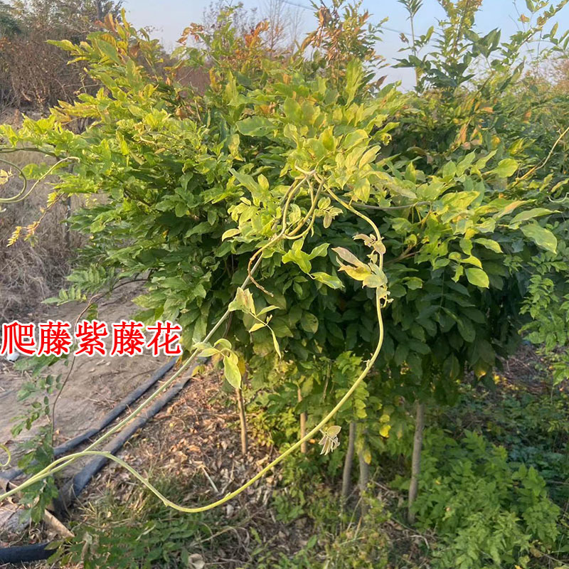 紫藤花树苗苖爬藤植物带土球带分叉盆栽地栽当年开花庭院种植耐寒