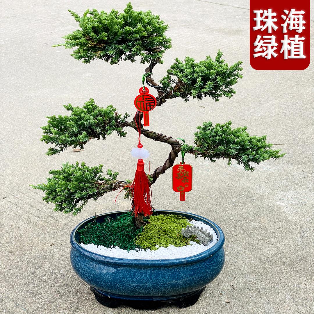 五层塔松盆栽绿植盆景室内好养活植物珠海送长辈寿礼开业乔迁礼物