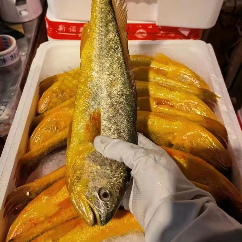 福宁码头霞浦野化大黄鱼