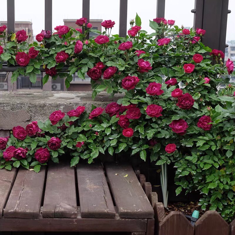 雀之舞1.3到1.5米土球发货大苗盆栽蔷薇花苗紫色爬藤植物庭院盆栽