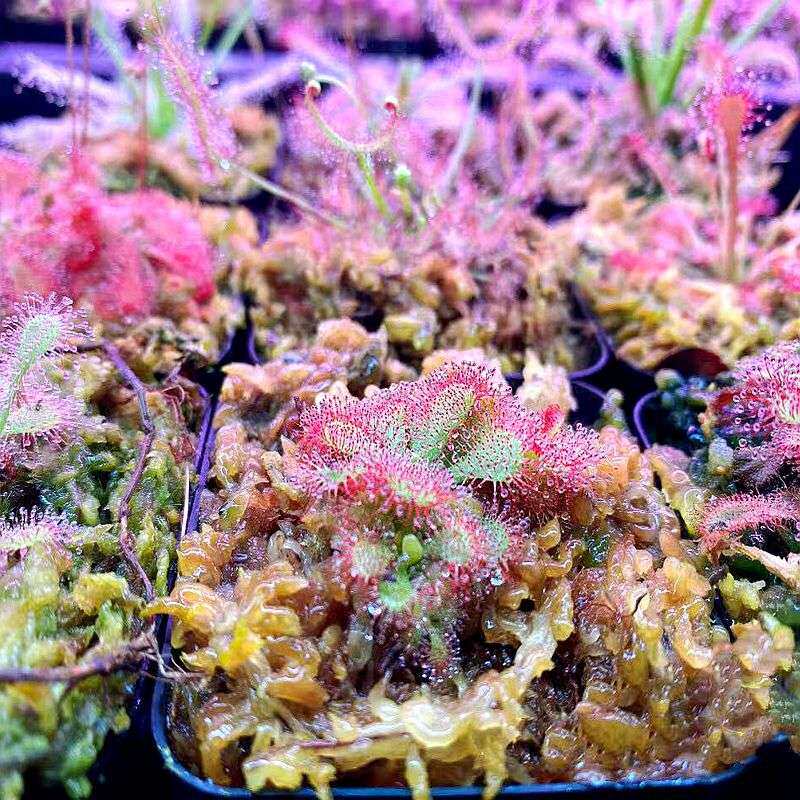 新奇食虫植物生态水陆缸造景雨林缸盆景多种茅膏菜套餐桌面小盆栽