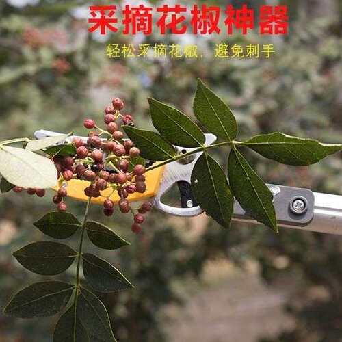 高空摘果摘枇杷伸缩杆多功能果树采摘果器加长修枝剪专用修剪采果