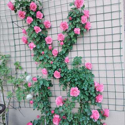 铁丝网爬藤架蓝雪花网牵引风车茉莉藤本月季墙面固定器蔷薇爬藤网