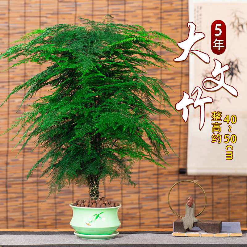 文竹盆栽大型植物办公室内四季花卉客厅桌面小苗绿植好养云竹盆景