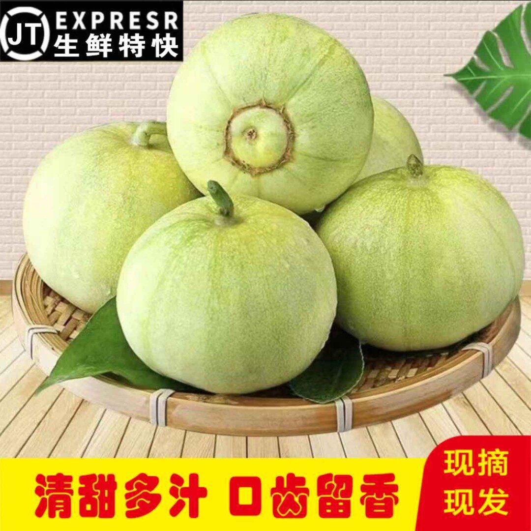 【生鲜特快】河南特产甜瓜露天白糖罐香瓜甜瓜水果蜜瓜小香瓜5斤