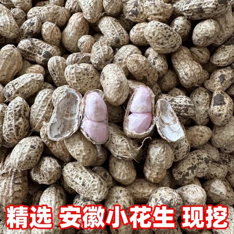 安徽带泥新鲜花生颗粒饱满带皮生花生小白沙罗汉果湿花生当季现挖
