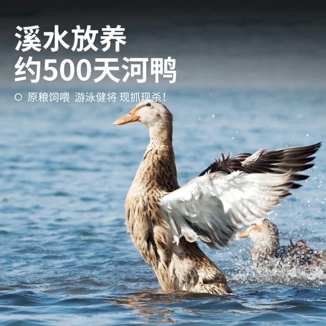 【2只溪水老鸭】杨博士皖南溪水放养500天土鸭子散养鸭子煲汤红烧