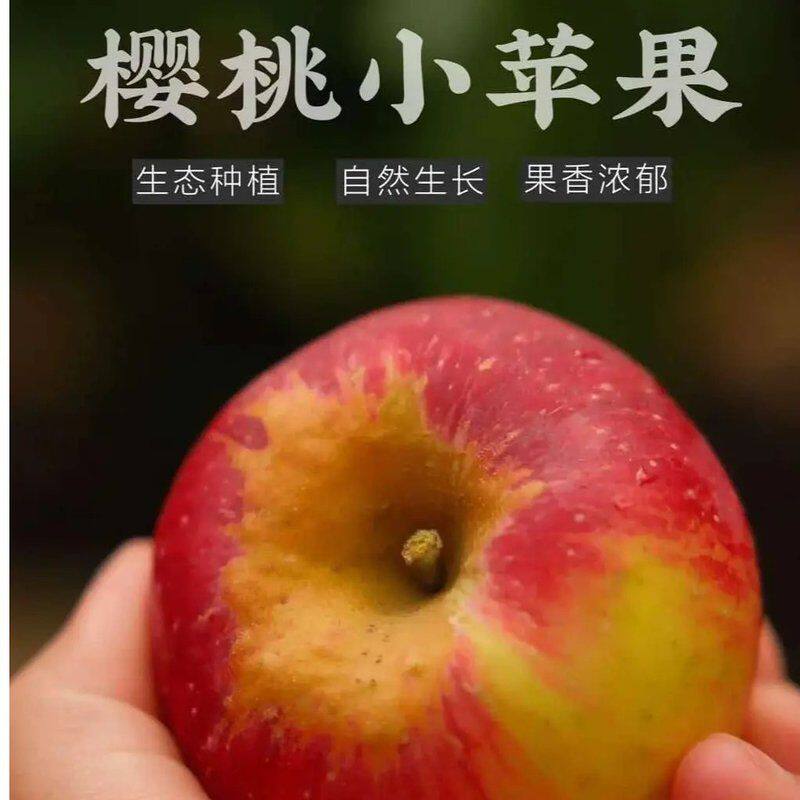 【2026樱桃小苹果】现摘云南昭通高原脆甜丑苹果樱桃小苹果新鲜直