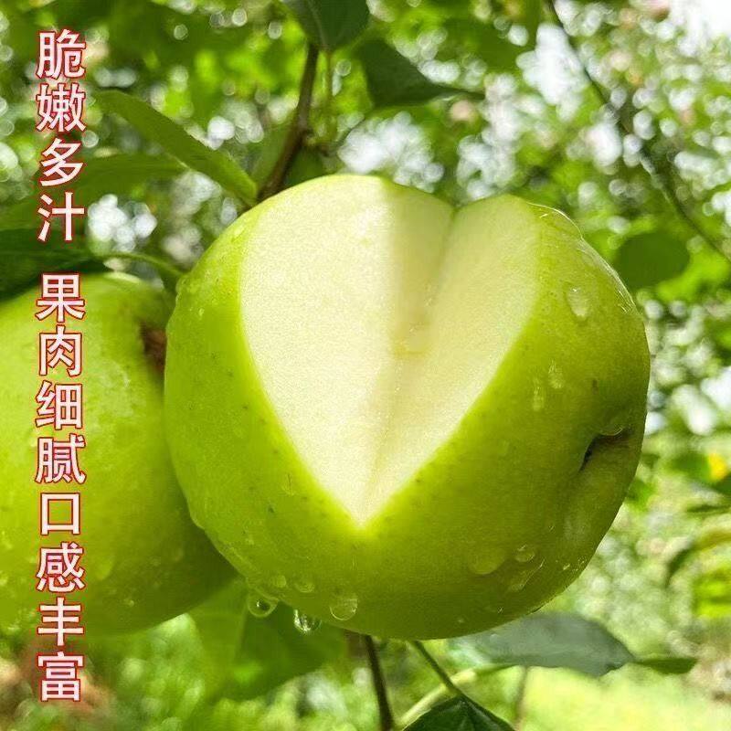 26年新鲜青苹果酸甜脆爽当季水果果园现摘好吃苹果