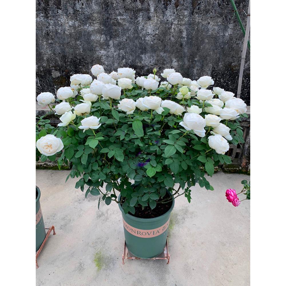 多季开大花浓香月季花苗伊芙婚礼之路纯白色玫瑰盆栽阳台观花植物