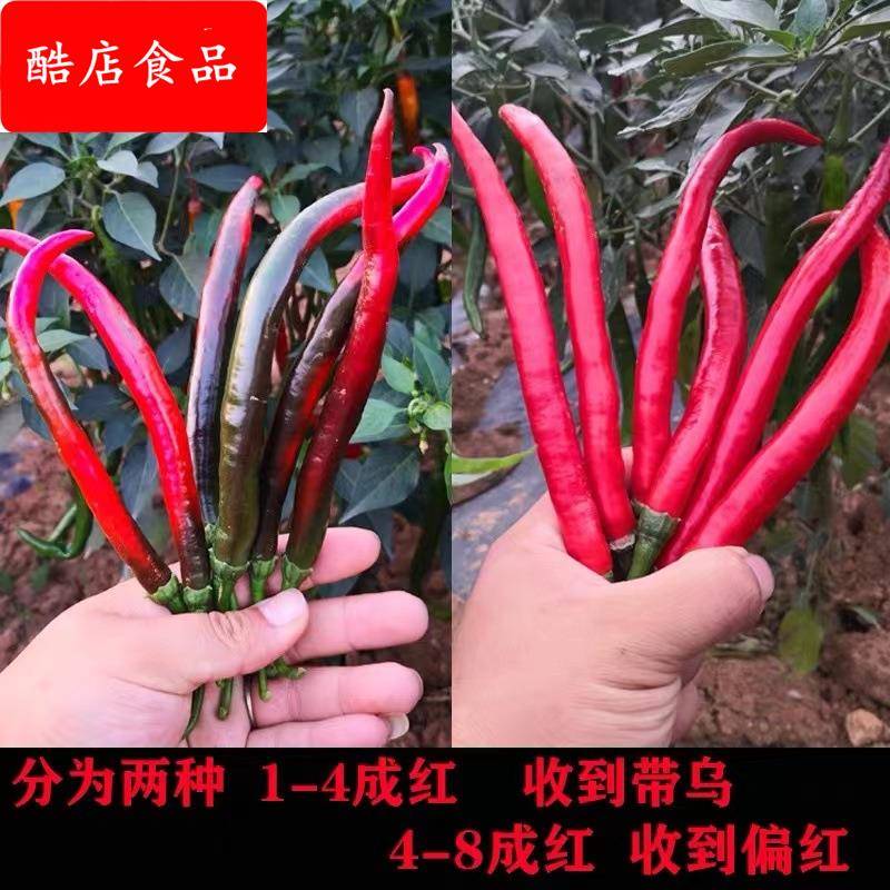 现摘新鲜红二荆条红线椒红辣椒5斤农家自种泡椒剁椒包邮红辣椒