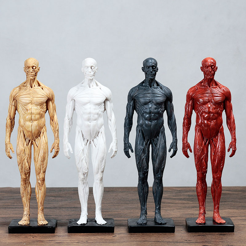 人体肌肉模型骨骼绘画参考标版解剖E美术临摹雕塑仿真艺用人体模