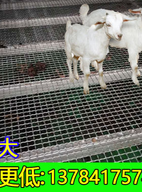 羊床钢丝网漏粪养殖羊p床养羊用钢网鸡鸭鹅漏粪网热镀锌编织围栏
