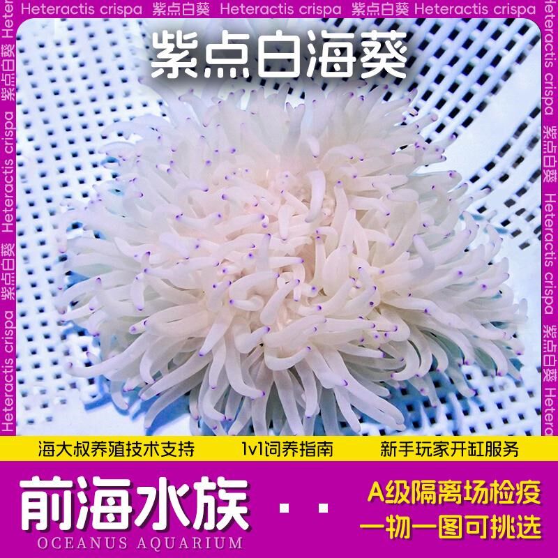 紫点白葵海葵珊瑚小丑鱼共生海葵奶嘴海葵荧光海葵颜色鲜艳公主海