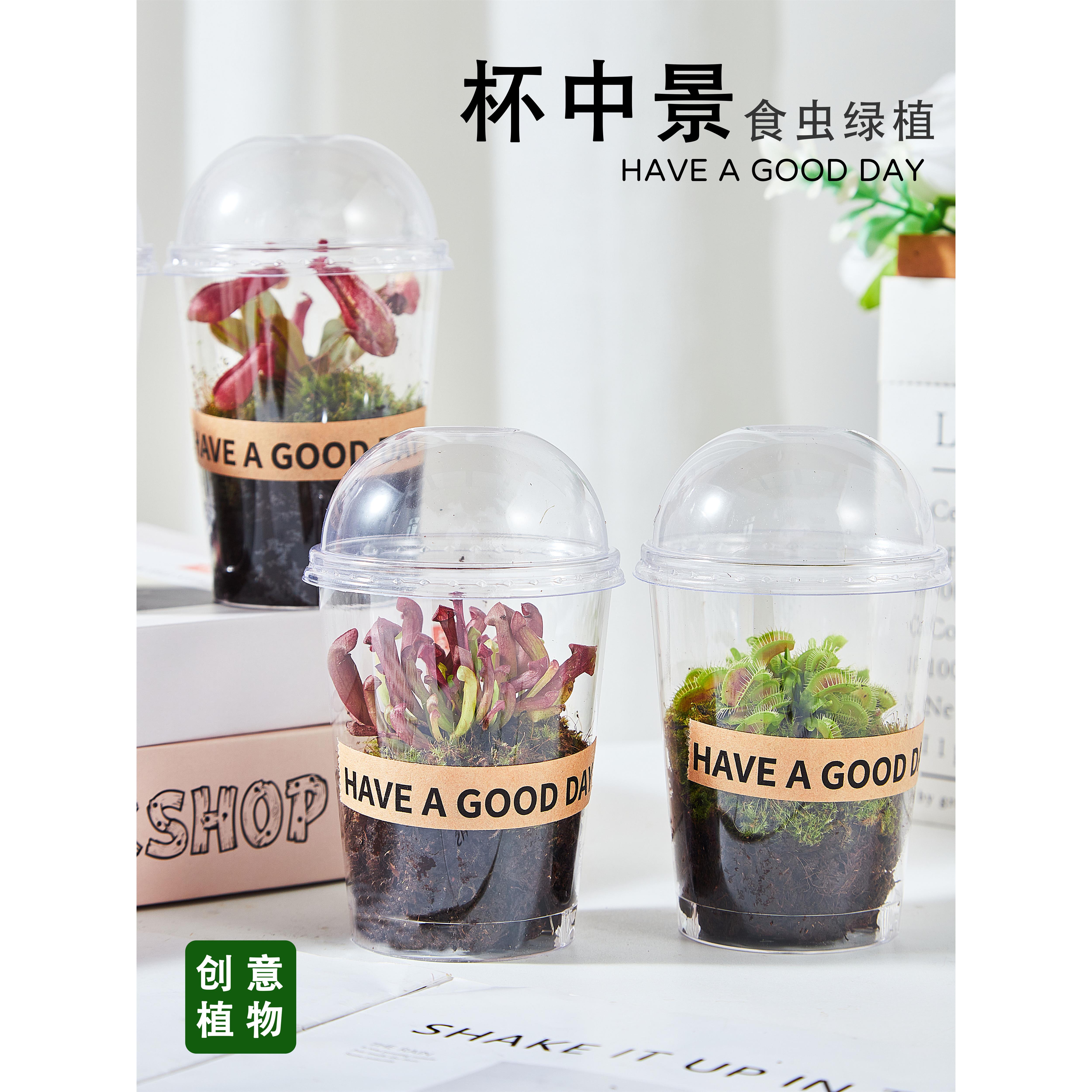 食虫植物生态瓶景苔藓微景观客厅办公室内桌面创意绿植30天包活