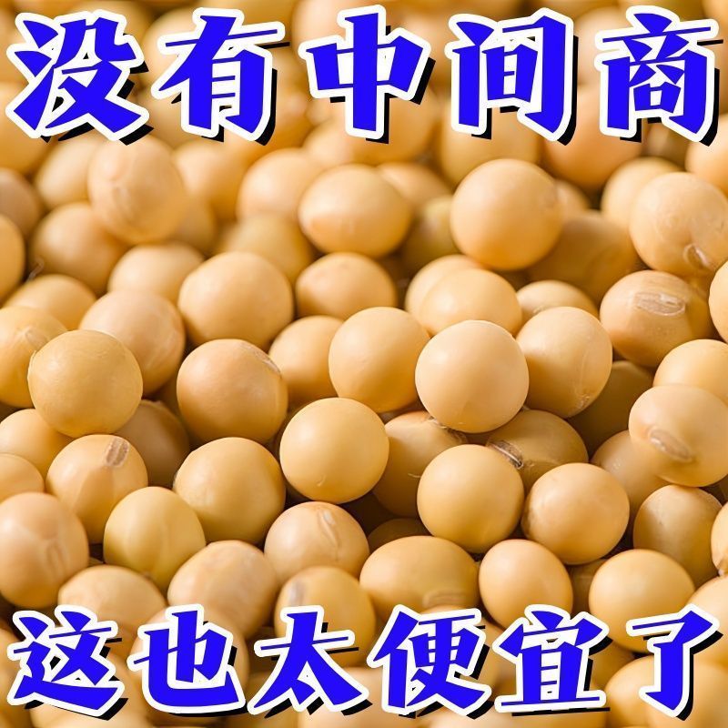 东北黄豆打豆浆专用豆子