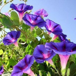 美国大牵牛花巨型爆花拱门爬藤好养稍耐寒很耐热宿根蓝紫色渐变