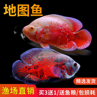 黑白地图鱼猪仔花猪发财鱼风水鱼中大型淡水鱼热带宠物观赏鱼活体