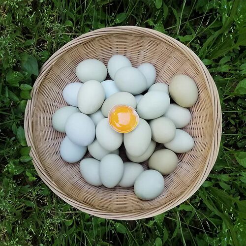 有机散养绿壳土鸡蛋农家散养五黑鸡林下土鸡蛋源头直发30枚/箱