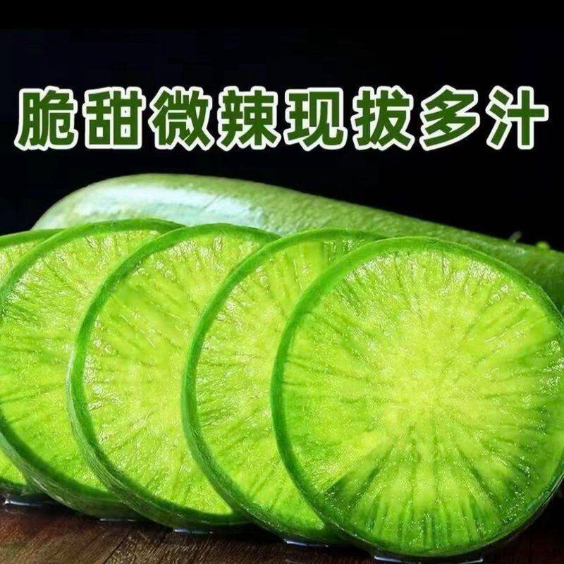 潍坊水果萝卜青皮萝卜绿萝卜新鲜脆甜脆爽多汁青萝卜