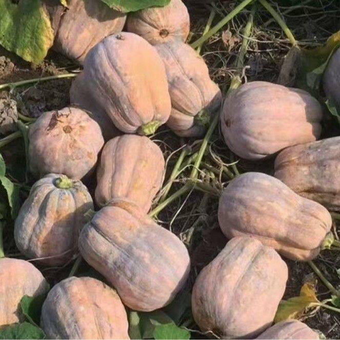 露天自然成熟小金香老南瓜粗粮辅食现摘鲜果口感绵密香甜