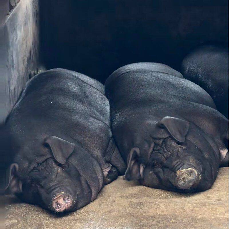 【现场称重】【】小张黑毛土猪肉现称改价