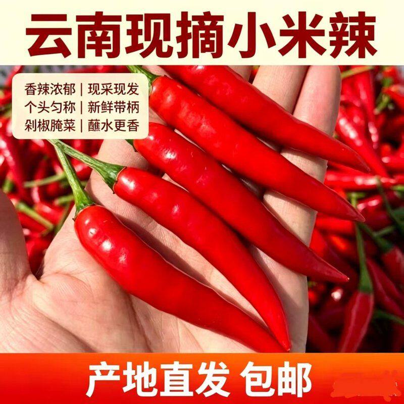 云南高山【新鲜小米椒】朝天椒露天种植超辣3斤/5斤/9斤 现摘现发