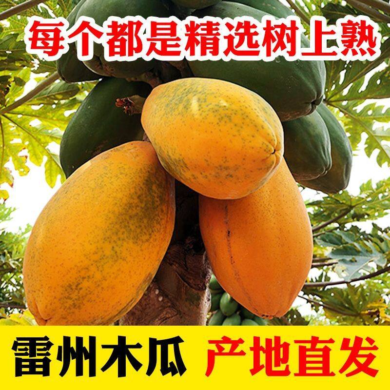 甜蜜小分队【不甜包赔 树上熟雷州冰糖红心木瓜】京东物流送货上