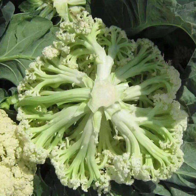 【】河南露天种植现砍现发农家自种青埂散花菜松花菜