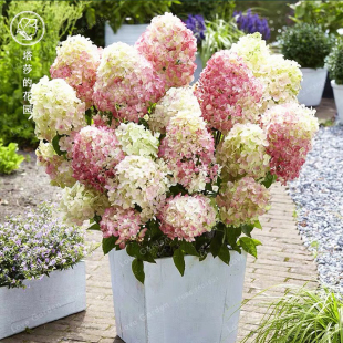 塔莎的花园 绣球5加仑大苗盆栽包邮无尽夏太阳神殿妖精之瞳棉花糖